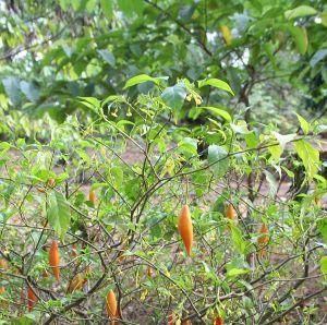 The West African iboga tree, whence comes ibogaine. (Creative Commons)