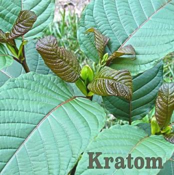 kratom project cbd_1.jpg