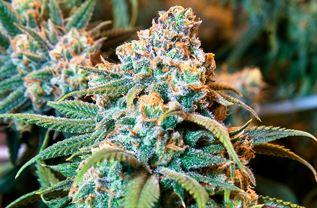 marijuana bud wikim Mangokeylime_9.jpg