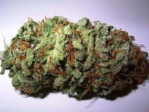 marijuana horsma hamppuforum wikim_6.jpg