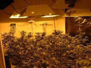 coming to Oakland -- licensed commercial-scale marijuana grows (Wikimedia)