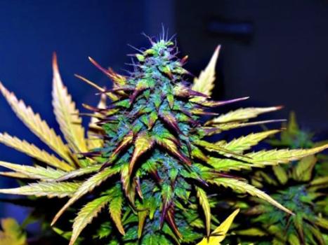 Maryland and New Jersey residents are ready to free the weed, new polls say. (ShantisFavorites/Flickr)