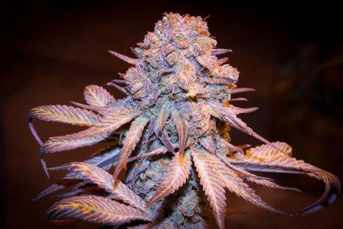 marijuana purple shant shantis favorites flickr_2.jpg