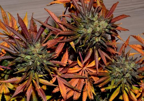 Colorado sold nearly a billion in buds (and edibles) last year. (wikipedia.org)