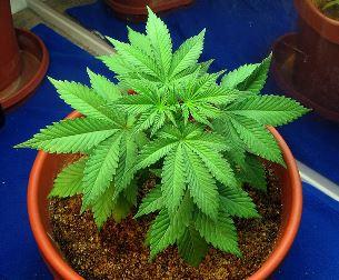 You can now legally grow your own marijuana in Vermont. (Creative Commons)