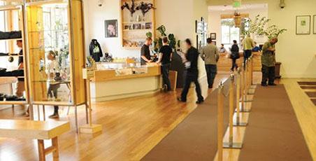 There are moves afoot to ease access to medical marijuana for senior citizens. (Sandra Yruel/DPA)