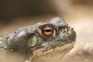 The Sonoran desert toad. The National Park Services asks people not to lick them to get high. (Pixabay)